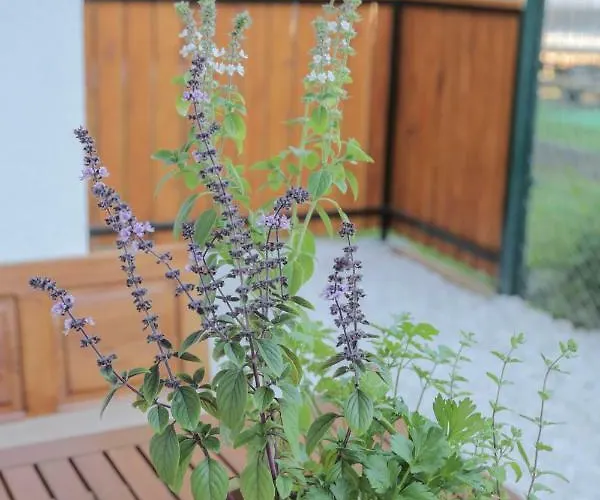 Pikon 公寓 博希尼